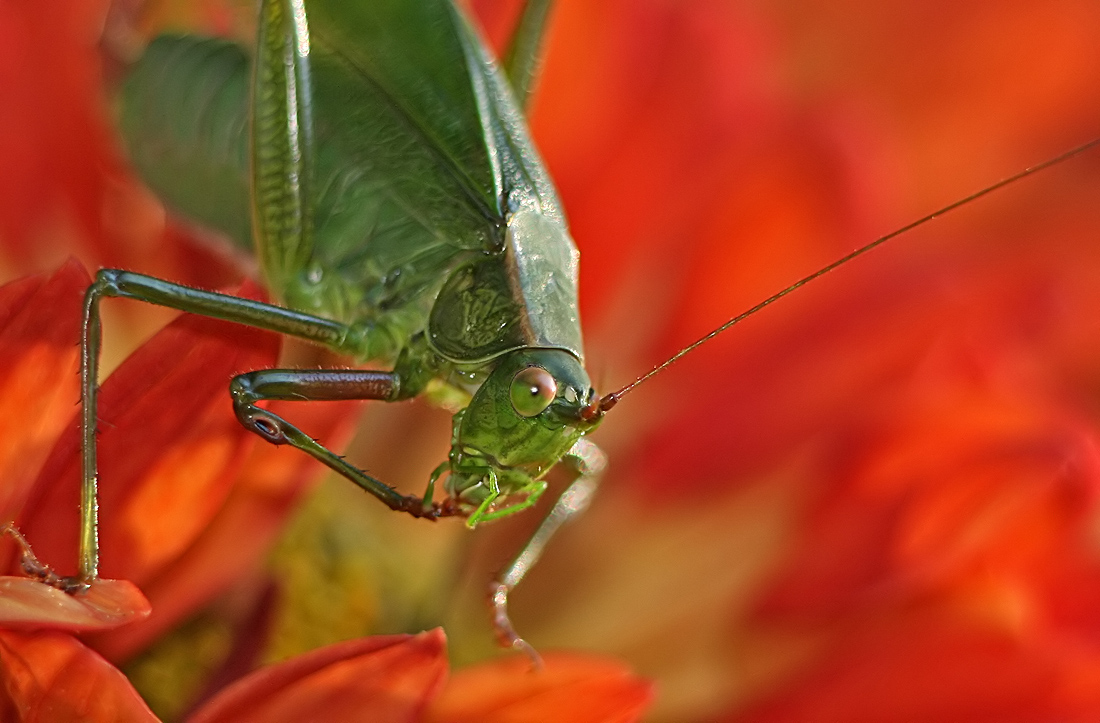 hopper2