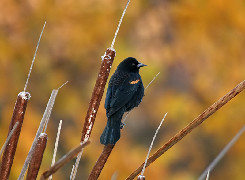Red Wing Blackbird