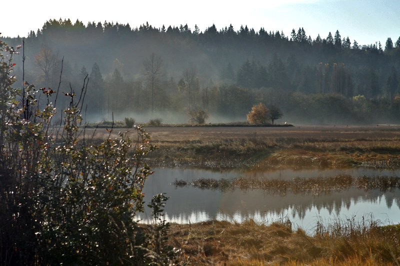 Morning fog