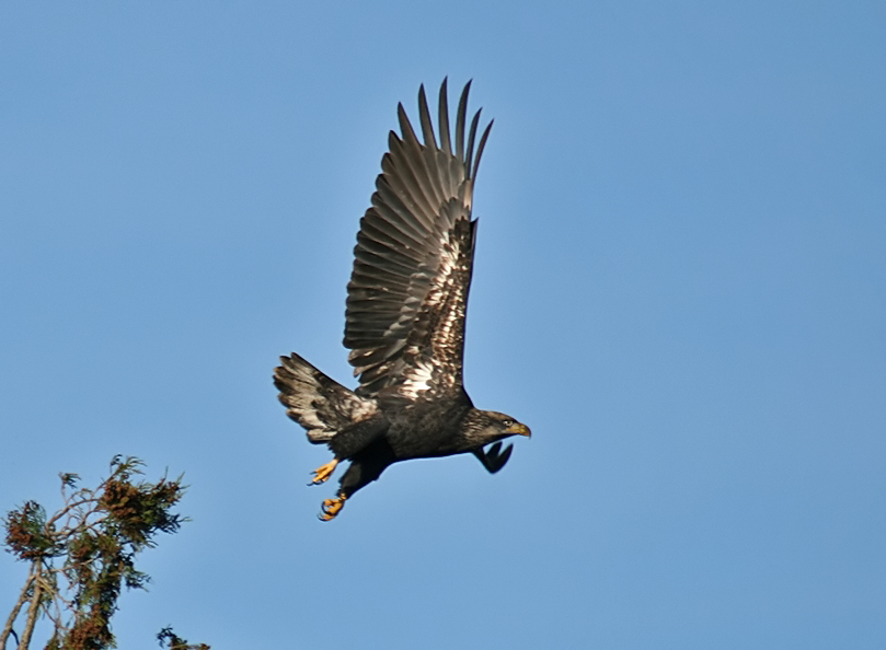juvenile bald eagle