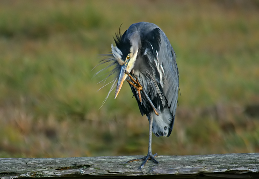 Little Itch