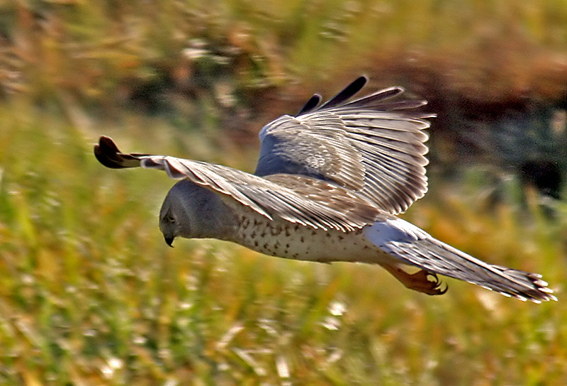 Male Northern Harrier
