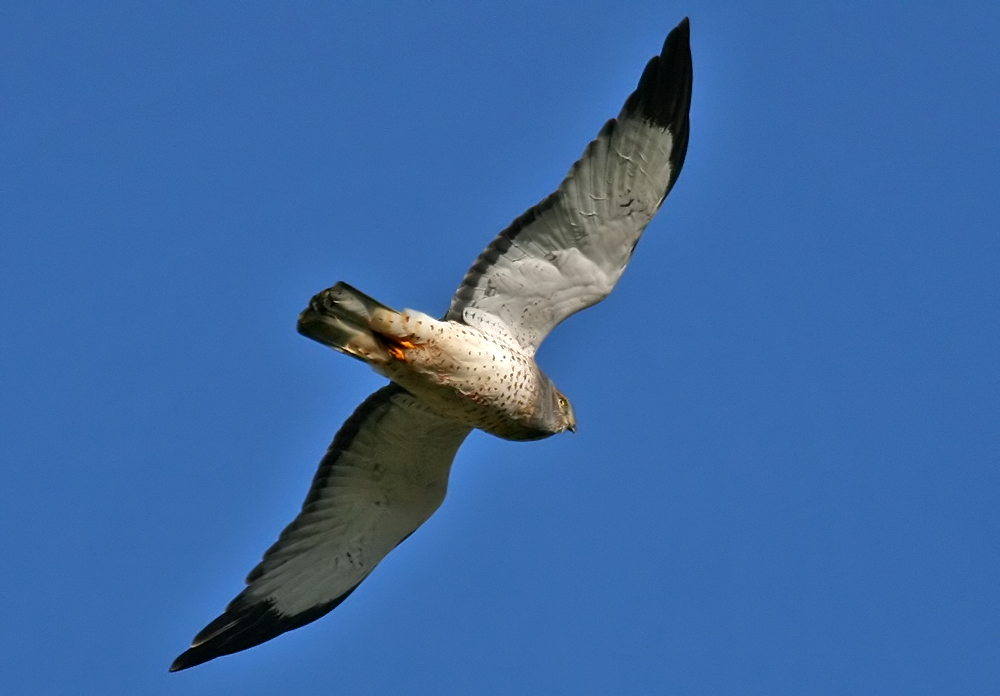 Harrier fly by