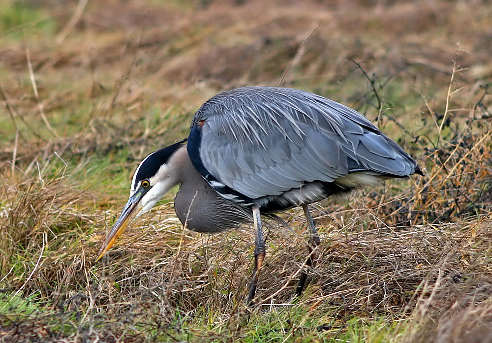 Blue Heron