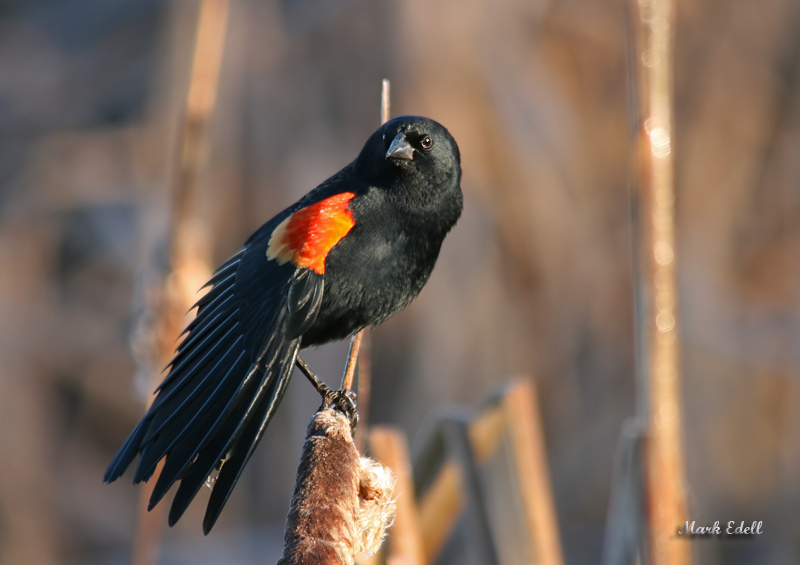 Whos A pretty bird?