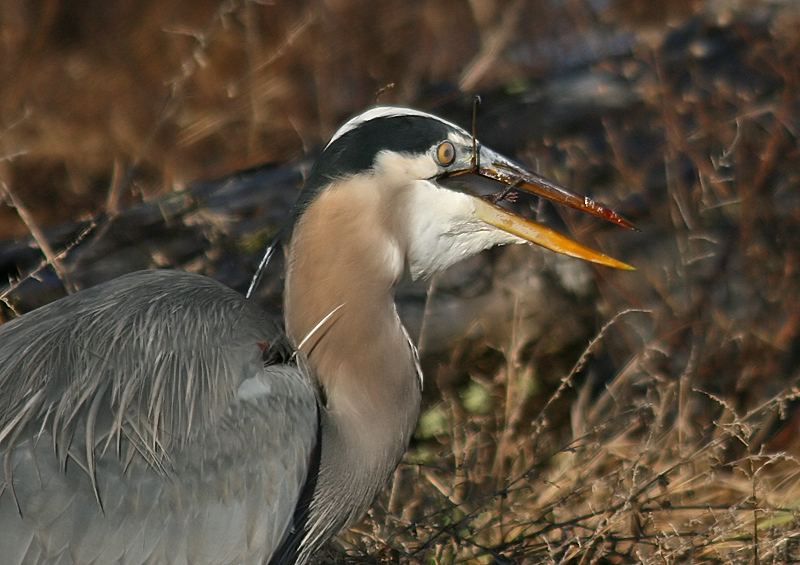 Blue Heron with mouse2