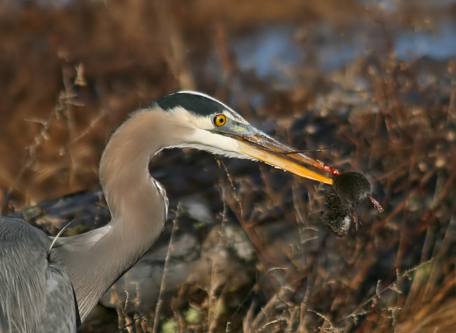 Blue Heron with mouse