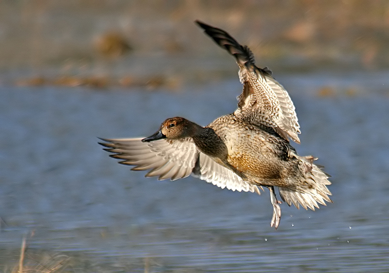 northern pintail