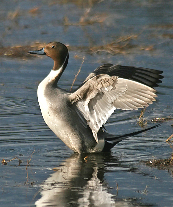 northern pintail2