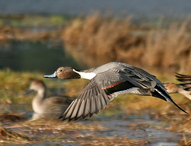 northern pintail3