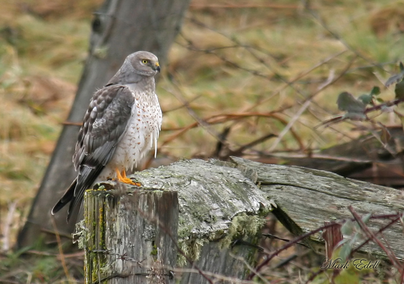 Male Northern Harrier