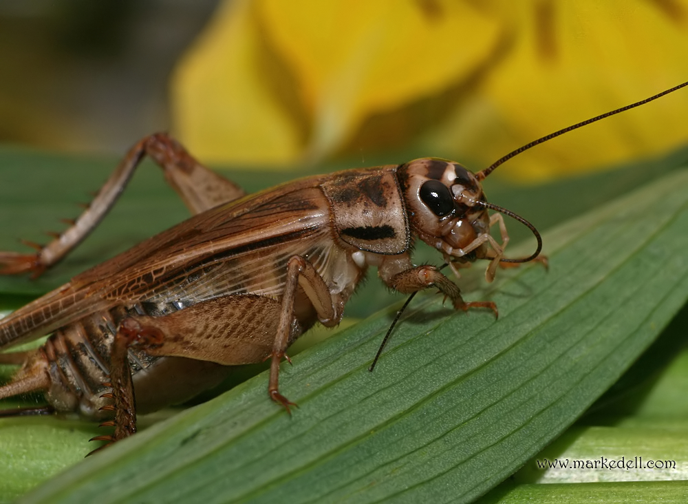 Macro Cricket