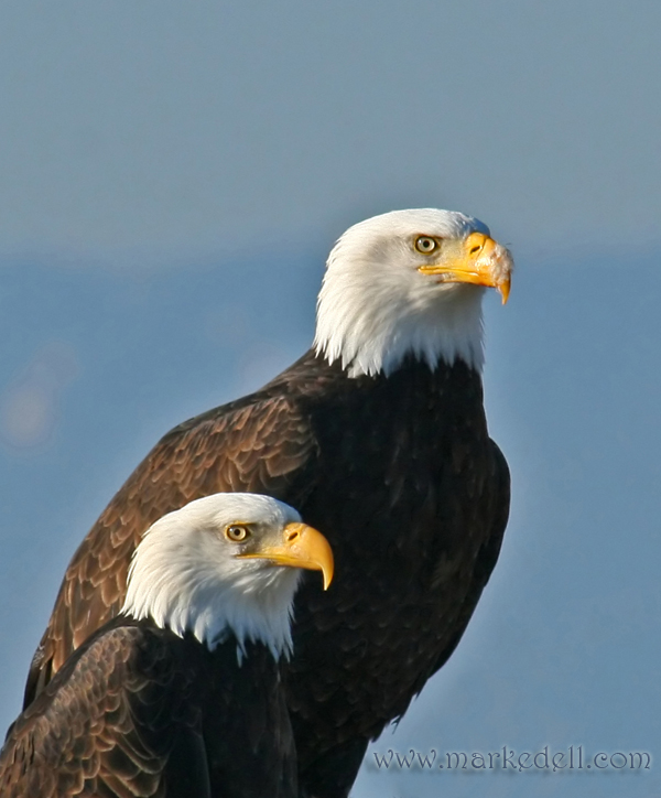 Pair of eagles