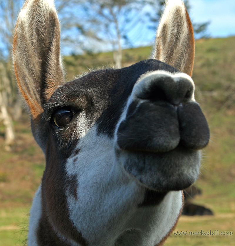 Kiss me, Im lucky