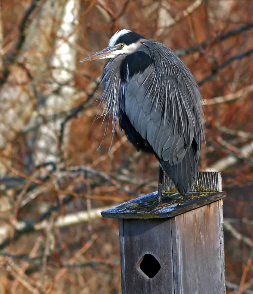 Heron taking over