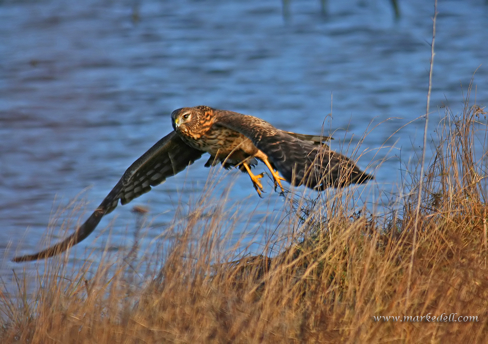 Female Harrier
