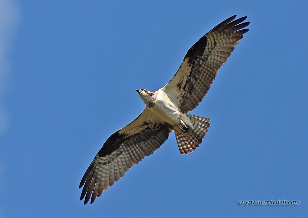Osprey (First Light)