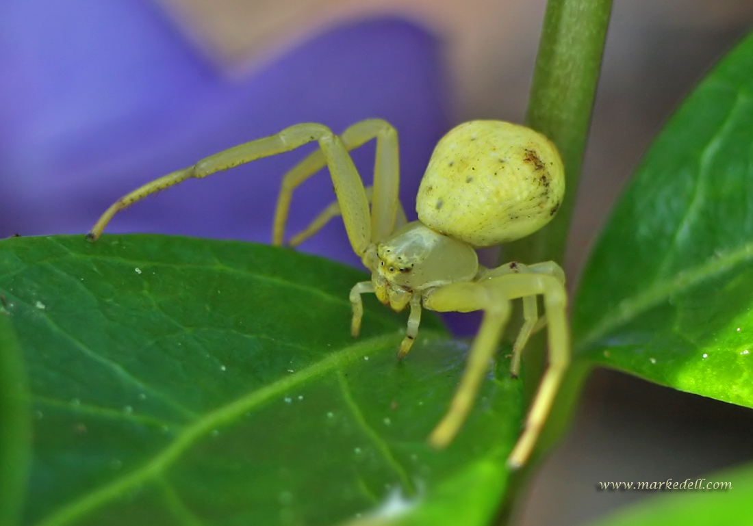 Crab Spider