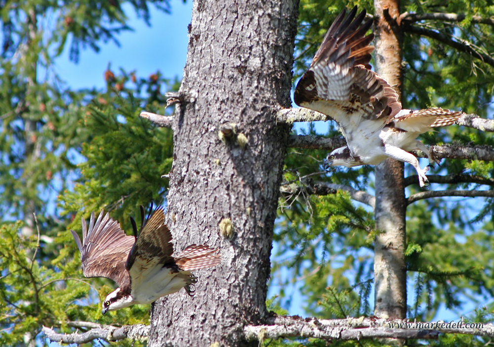 Pair of Ospreys