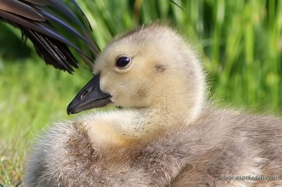 Gosling