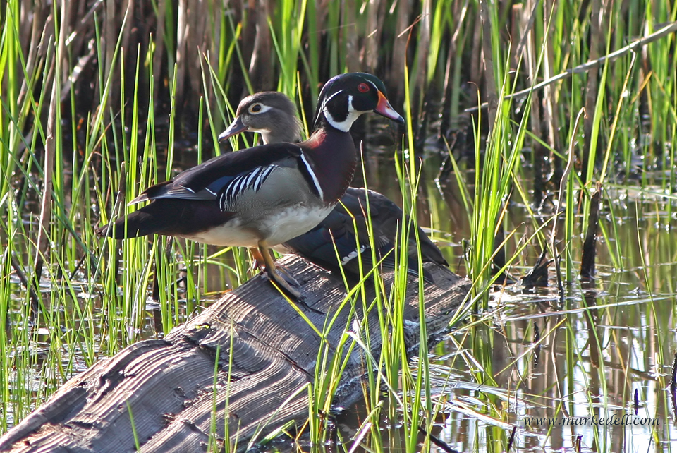 Wood Ducks