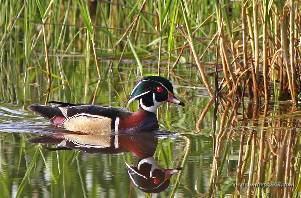 Wood Duck