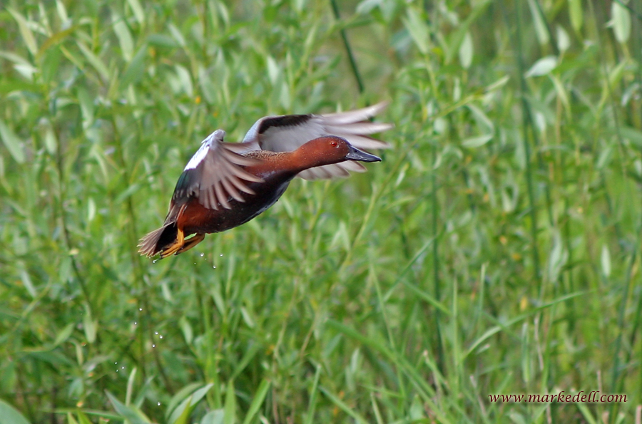 Cinnamon Teal