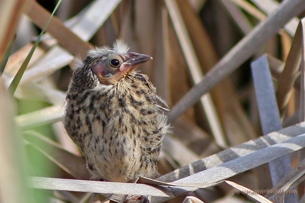 Baby RWBB