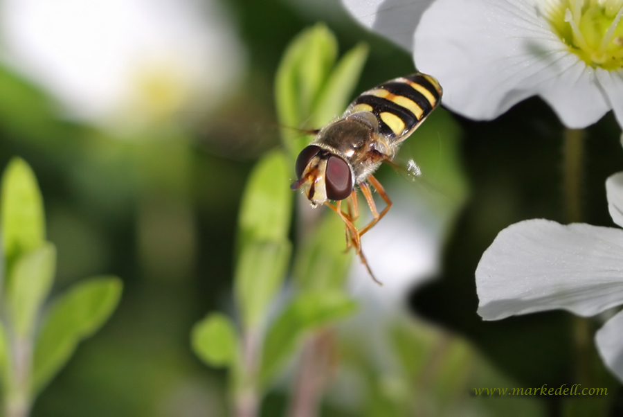 Hover fly in flight