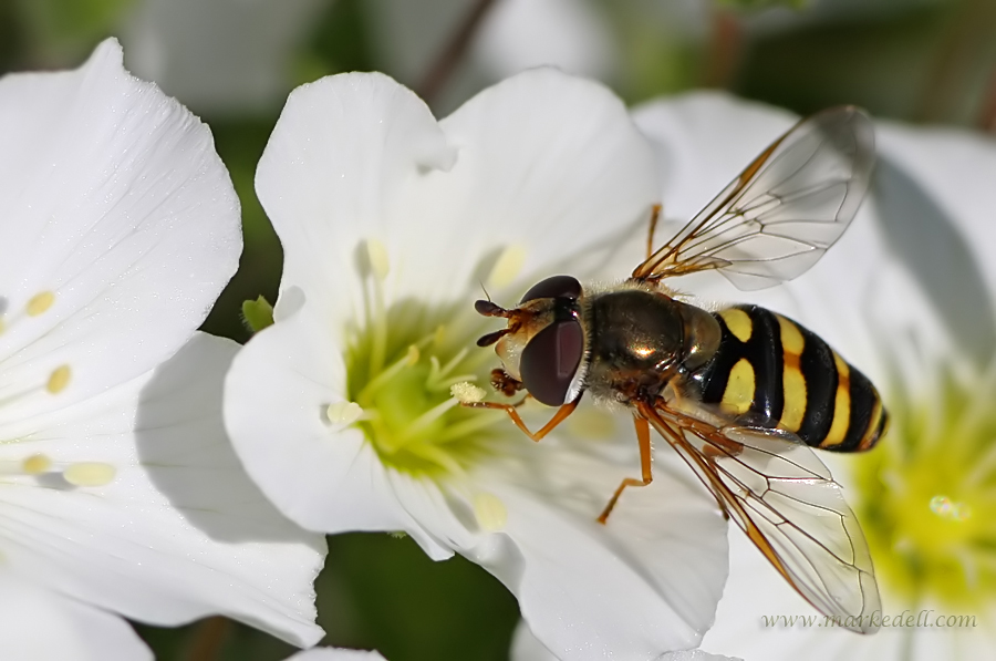 Hover fly