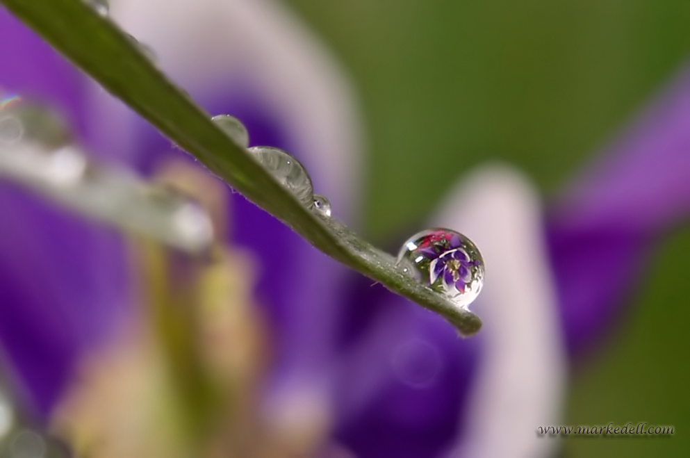 Dew Drops