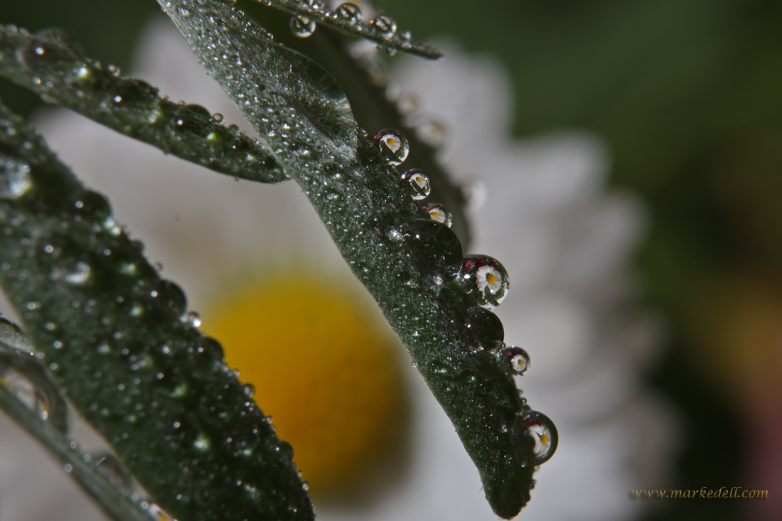 More dewdrops