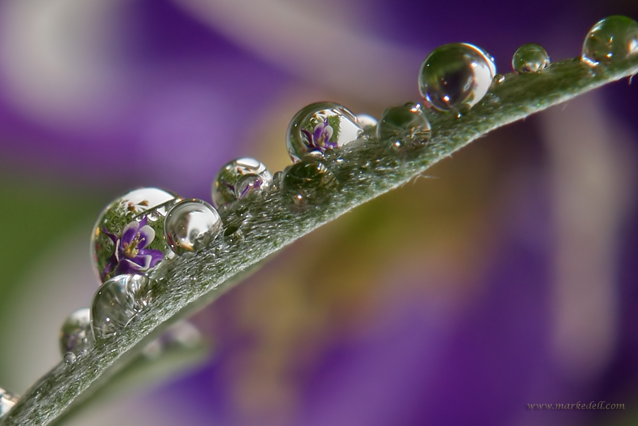 Purple Rain