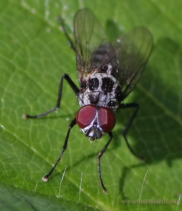The Fly