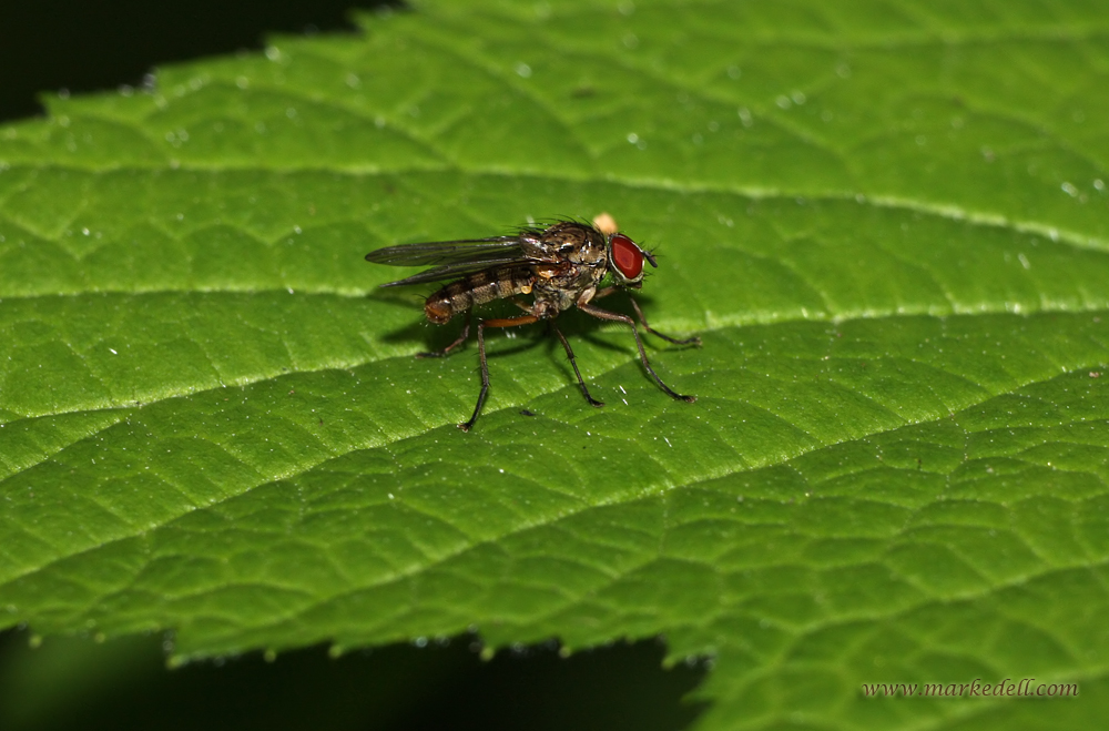 Small Fly