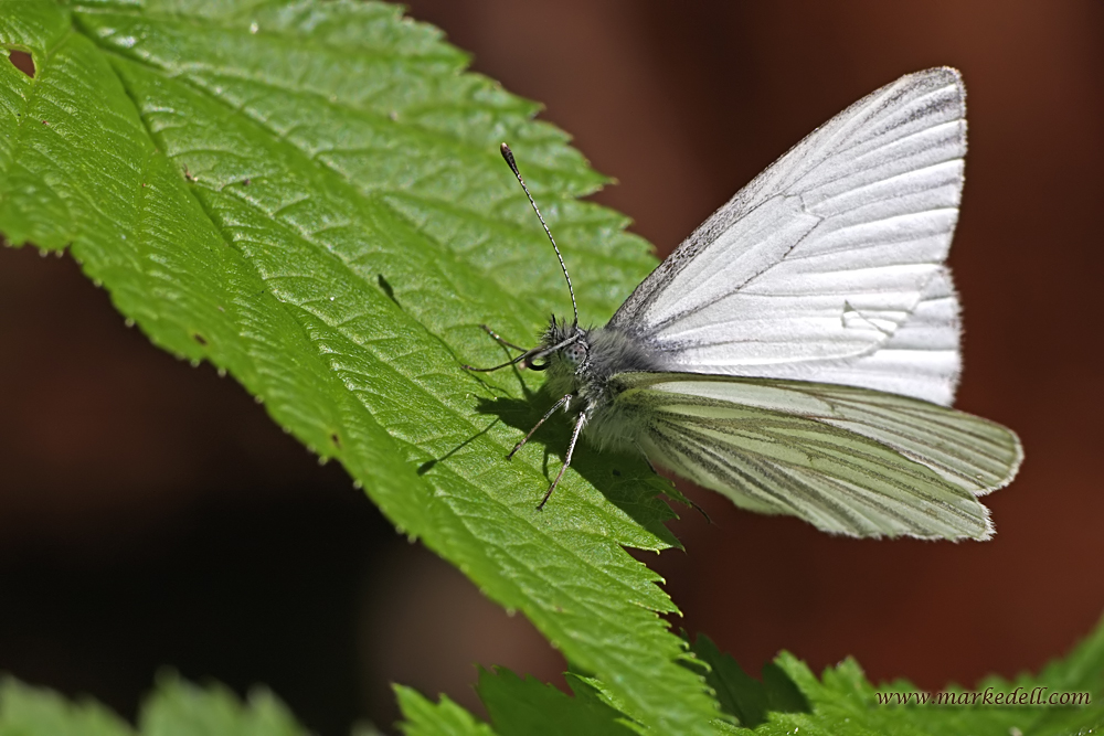 White butterfly