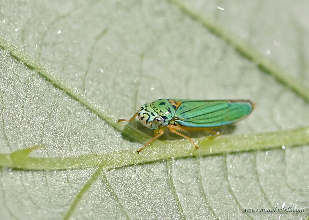 Green Leafhopper