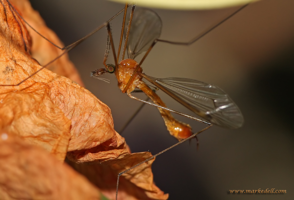 Crane Fly