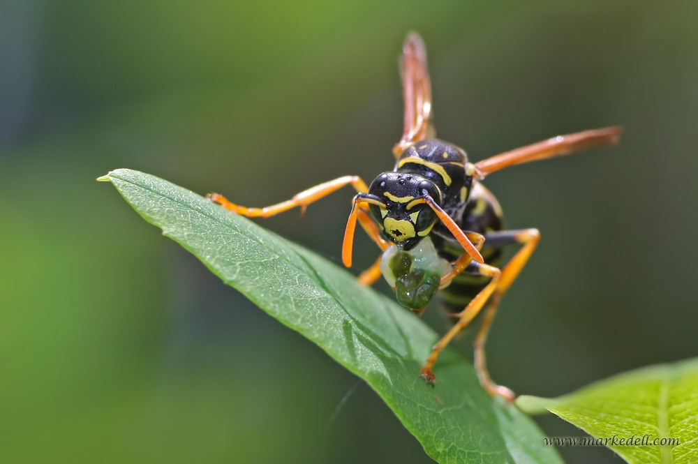 wasp