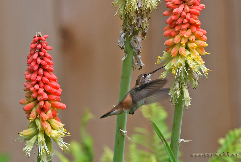 Hummer