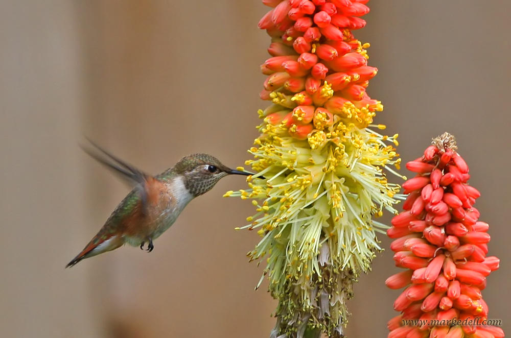 Another hummer