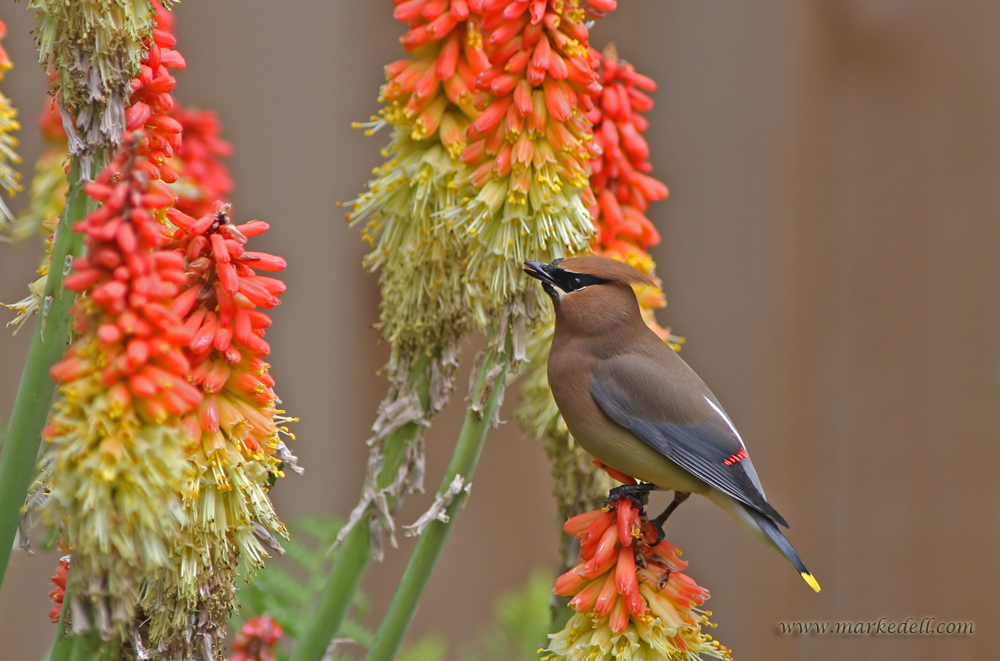 Cedar Waxwing