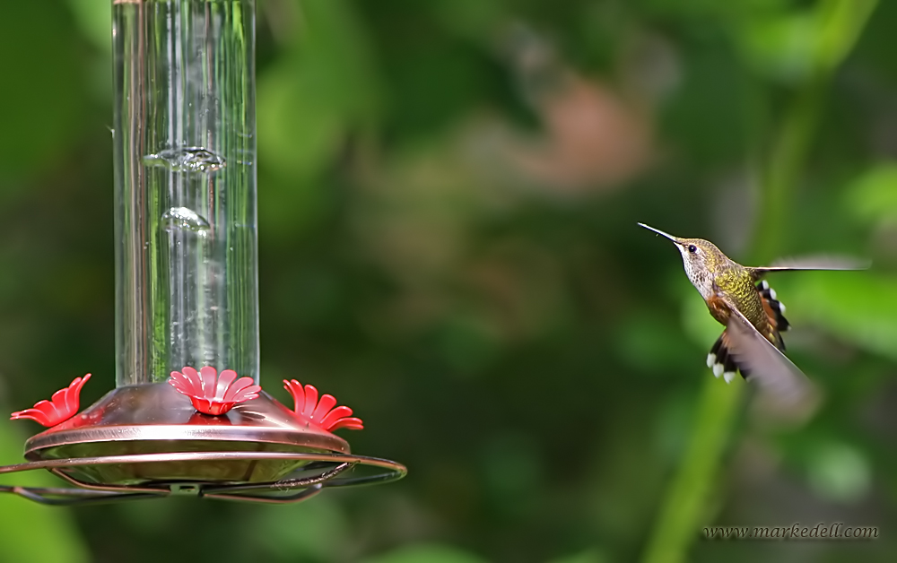 Hummer acrobats