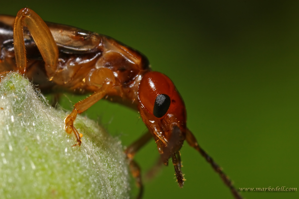 Earwig