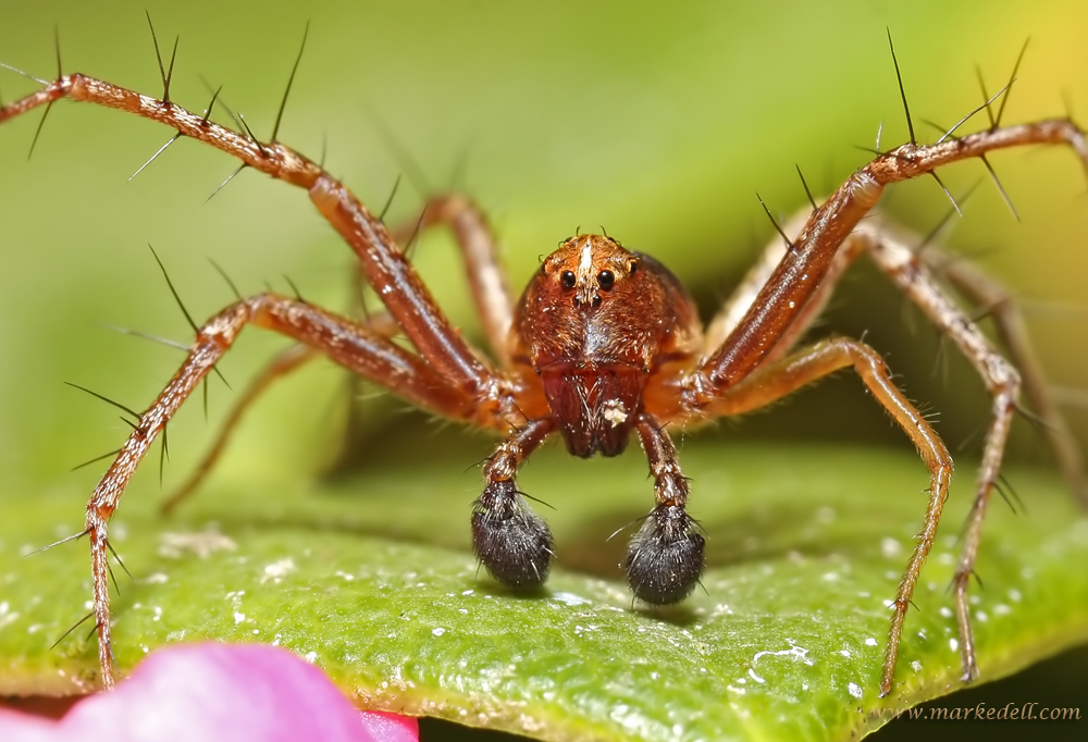 Arachnophobia
