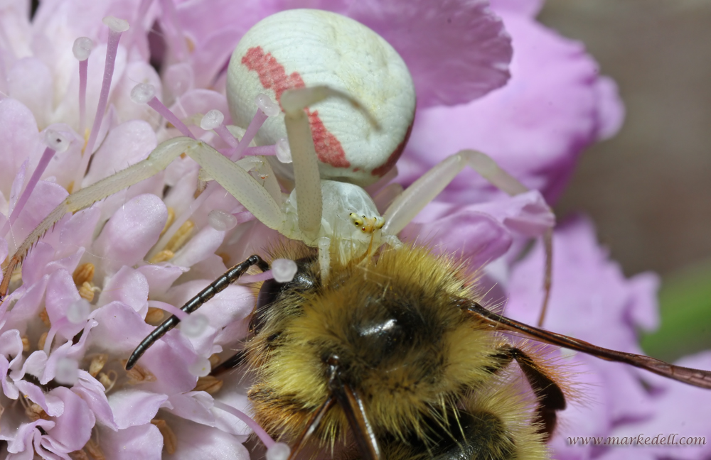 White Crab Spiders Lunch