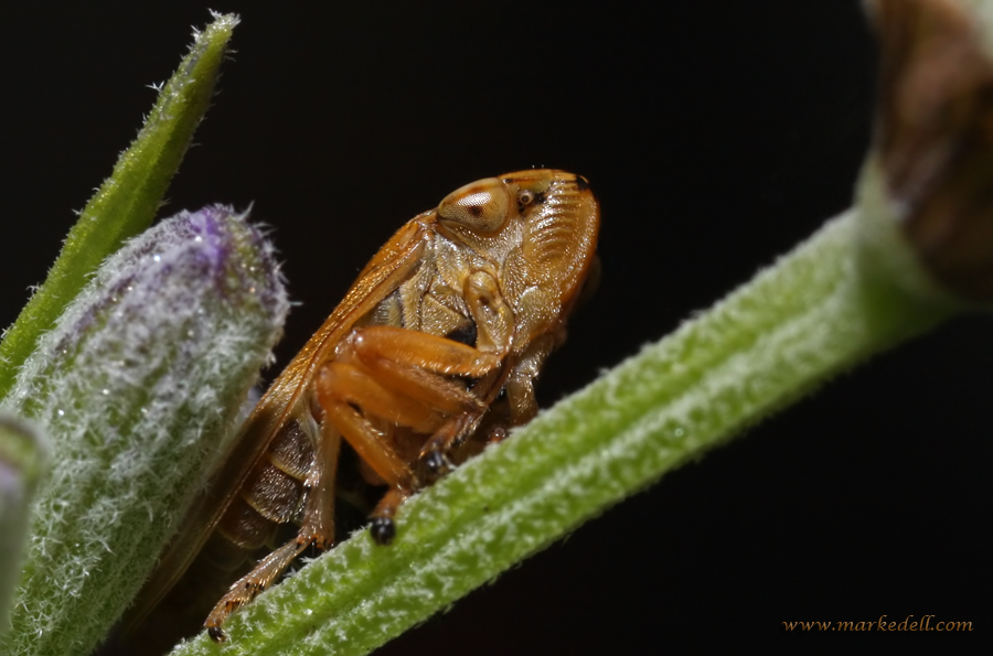 Brown Leafhopper