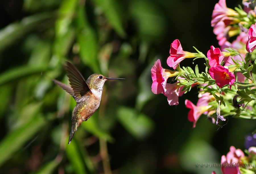 Hummingbird in flight