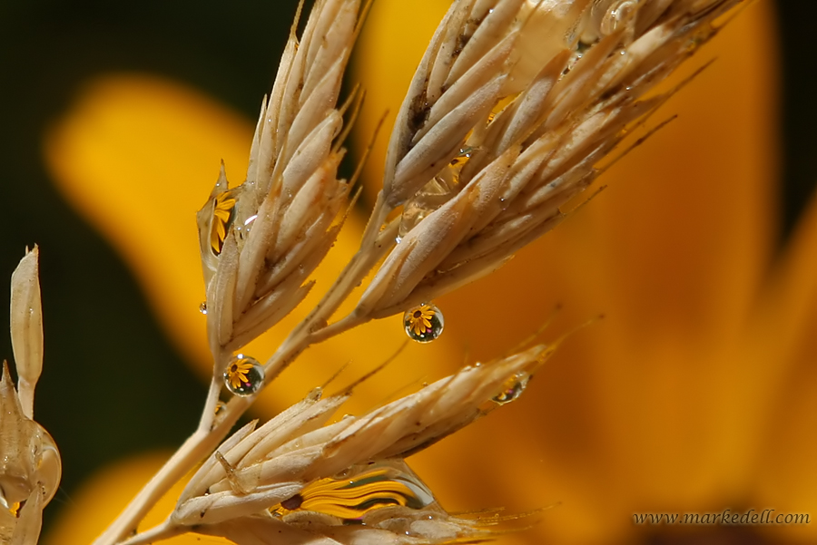 Dewdrops