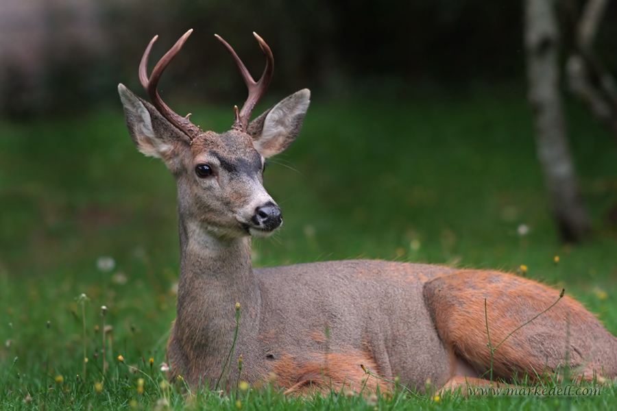 Buck